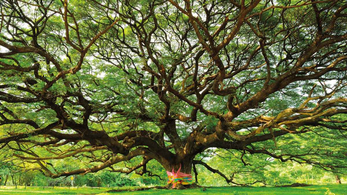 cp_mediathek_1200x675